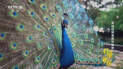 孔雀视频在线观看